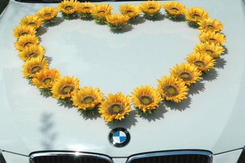 Sonnen blumen kopfe auto - sonnen,